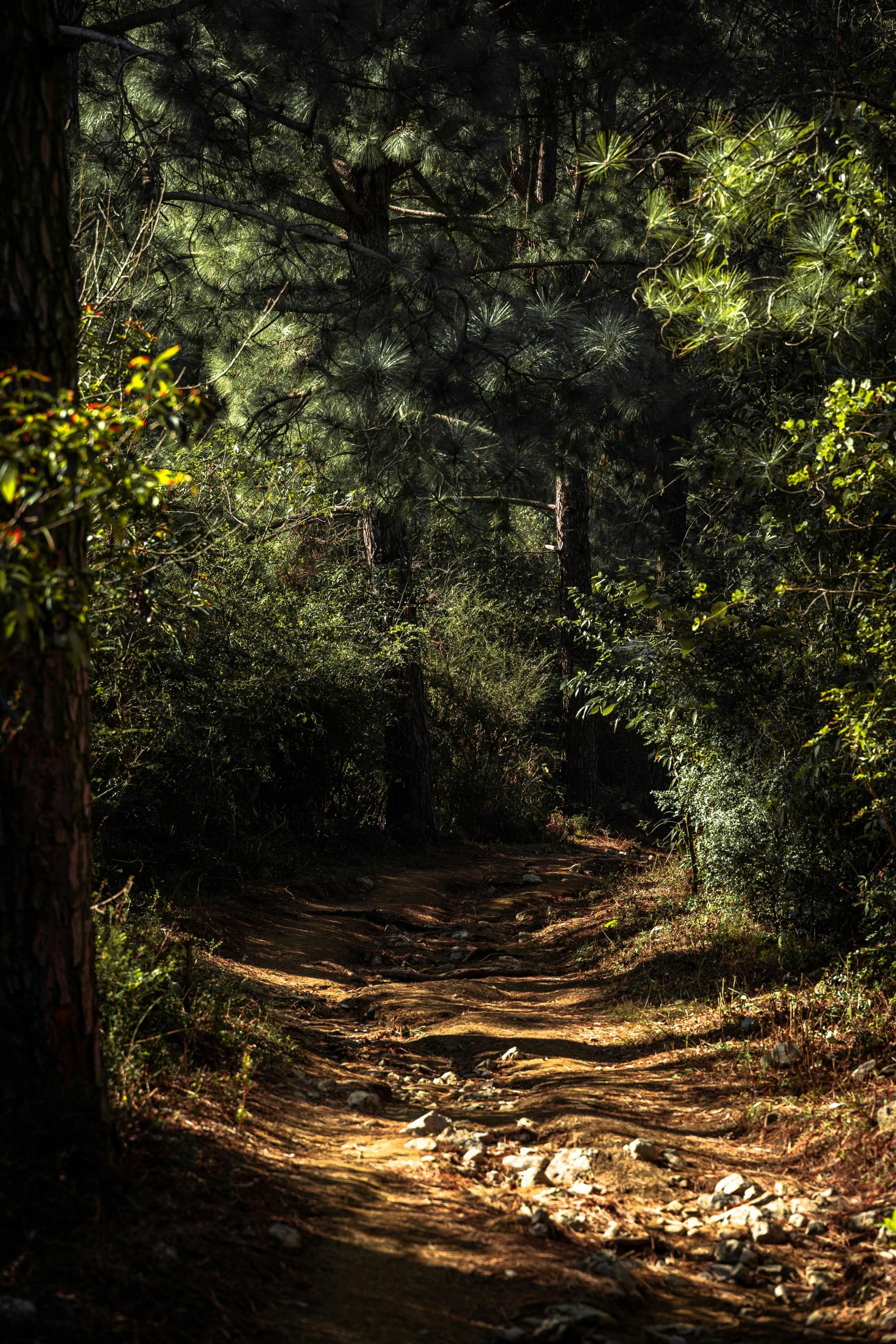 Dappled sunlight highlights a peaceful trail through a lush forest in Islamabad, Pakistan.